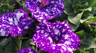 Riverside Gardens | TravelOK.com - Oklahoma's Official Travel